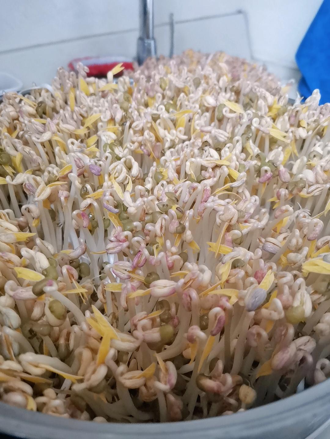 沥水篮发豆芽