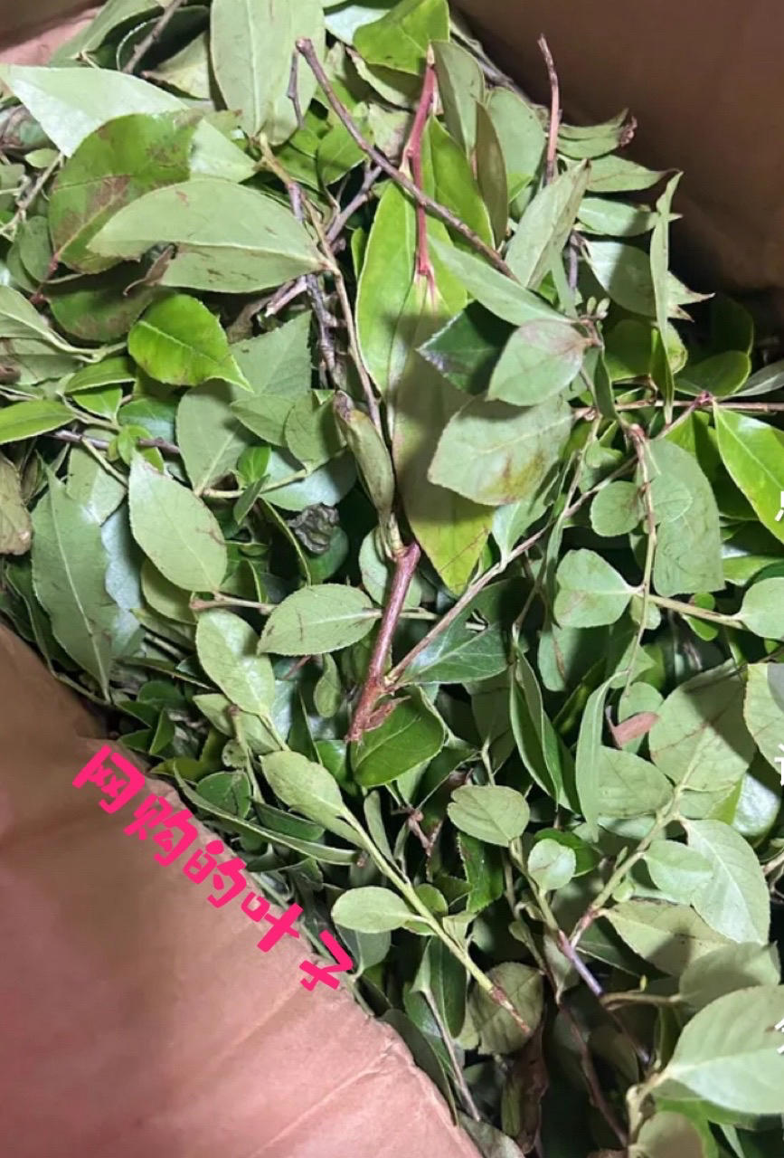 乌米饭🌿