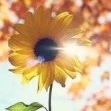 夏日的微笑娜妮