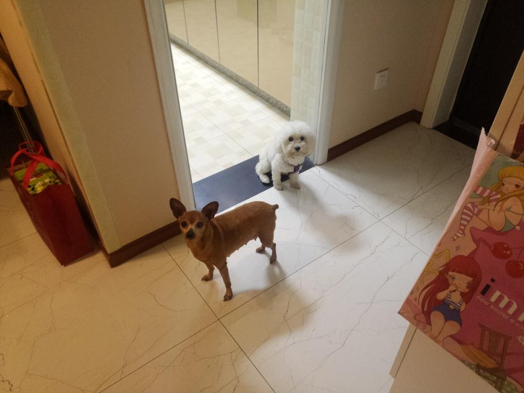 超简单猫猫狗狗小零食