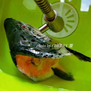 三文鱼鱼头姬松茸靓汤的做法 步骤3