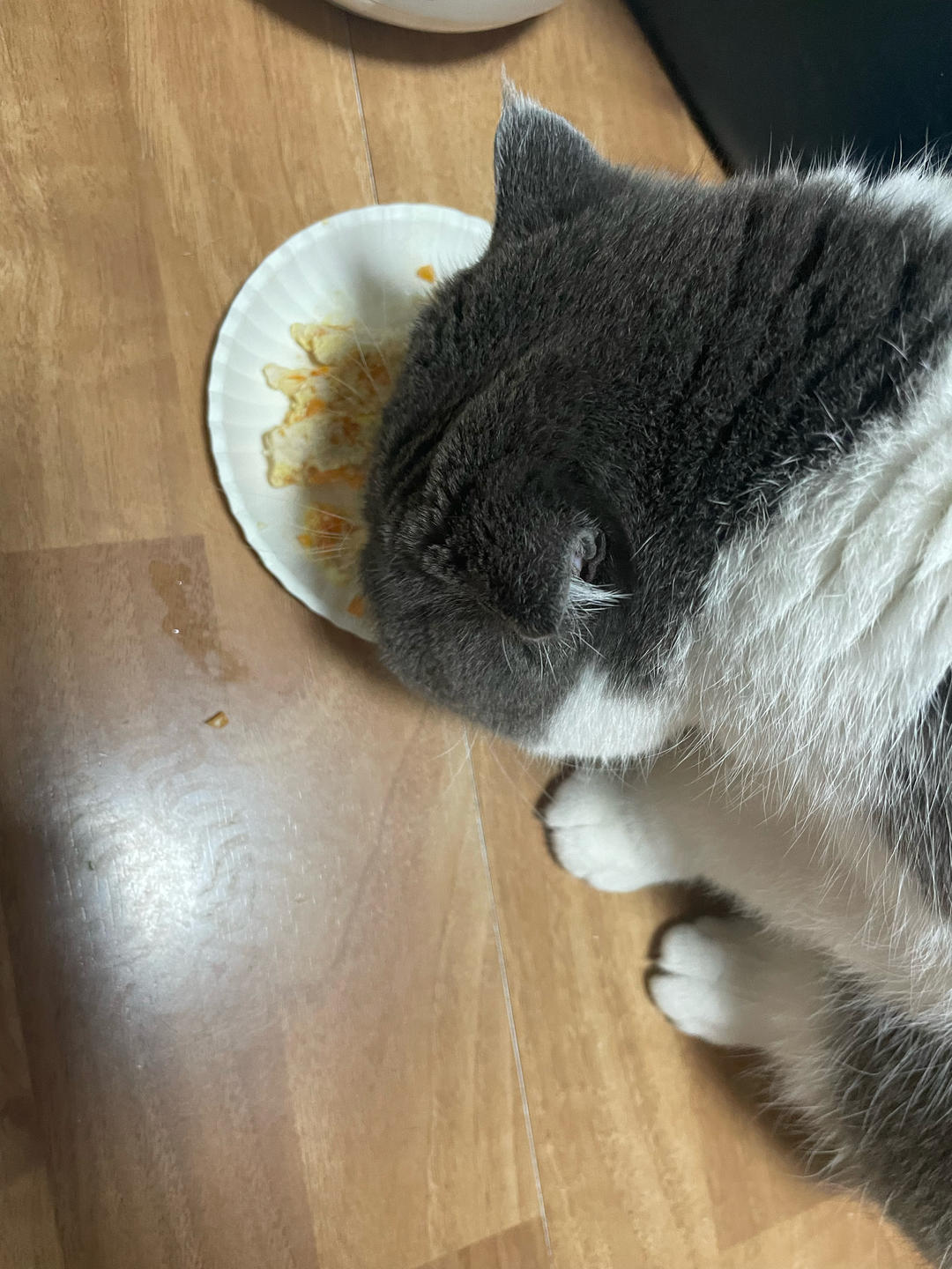 自制超简单猫粮