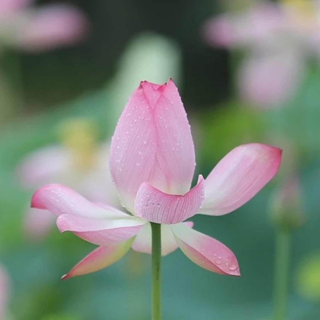 小磔同学