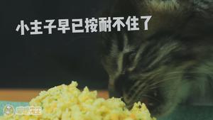 「喵咪先生」自制猫饭の第一弹 - 鸡肉鲜蔬饭的做法 步骤10