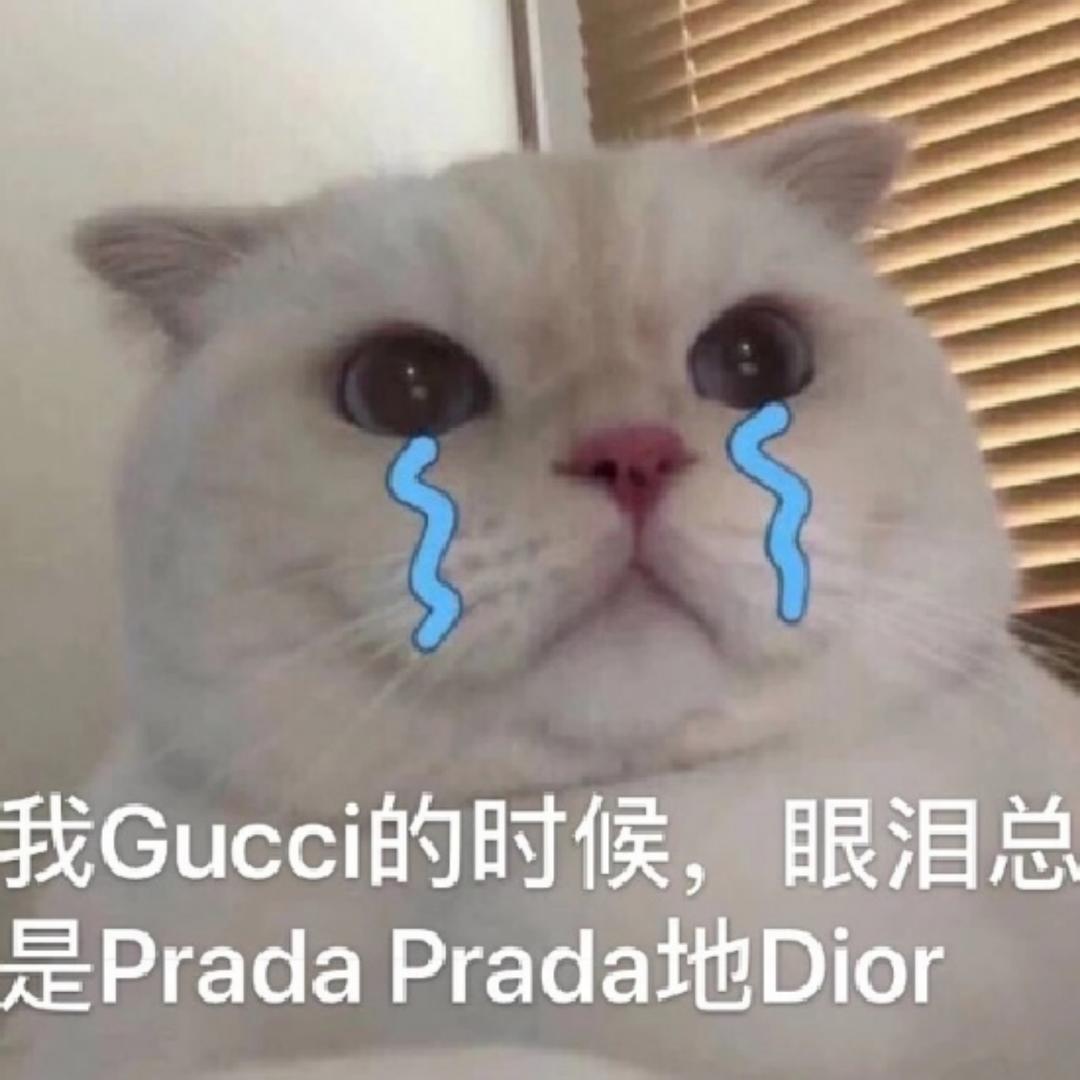 养猫千日