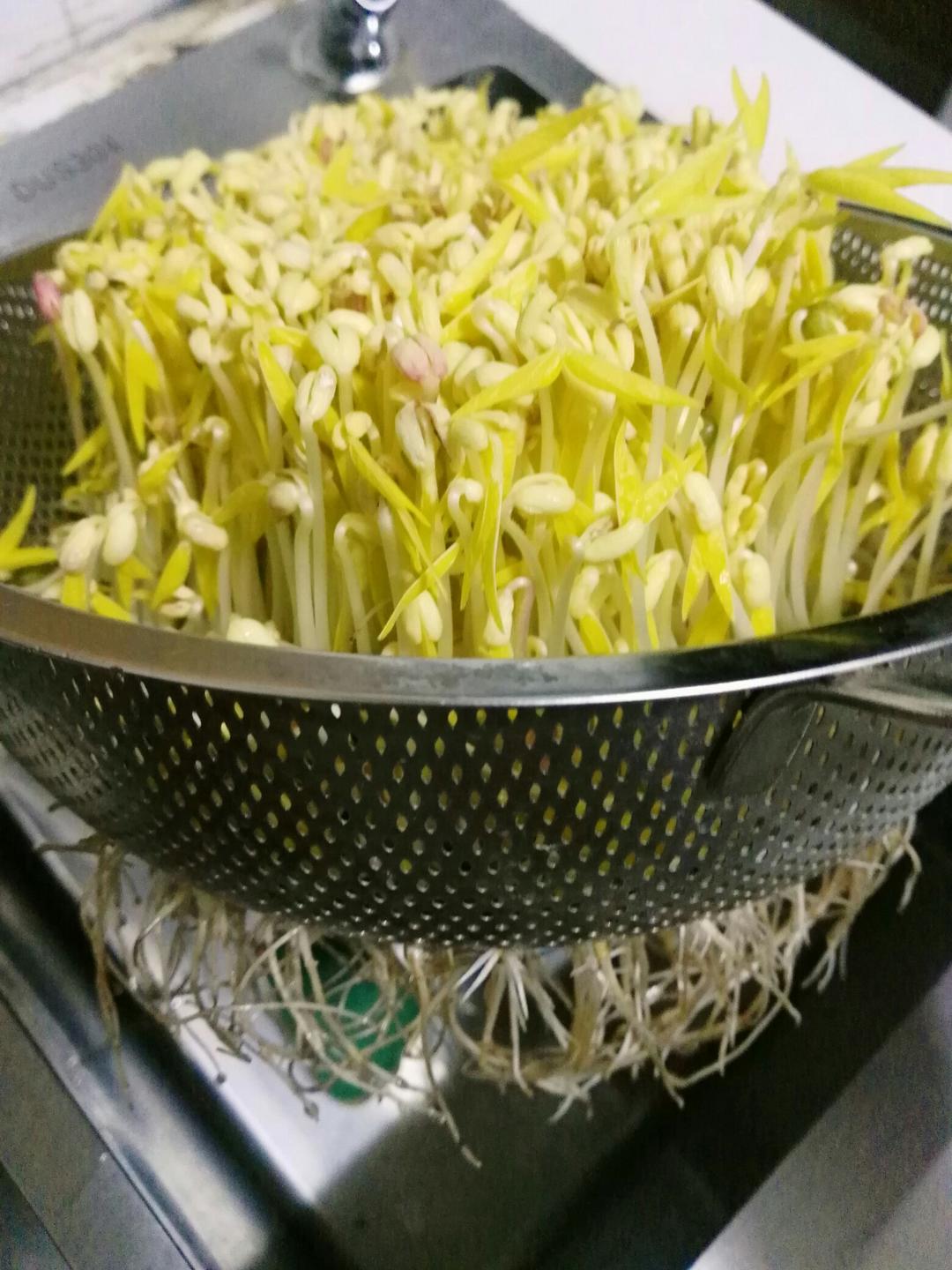 自发绿豆芽