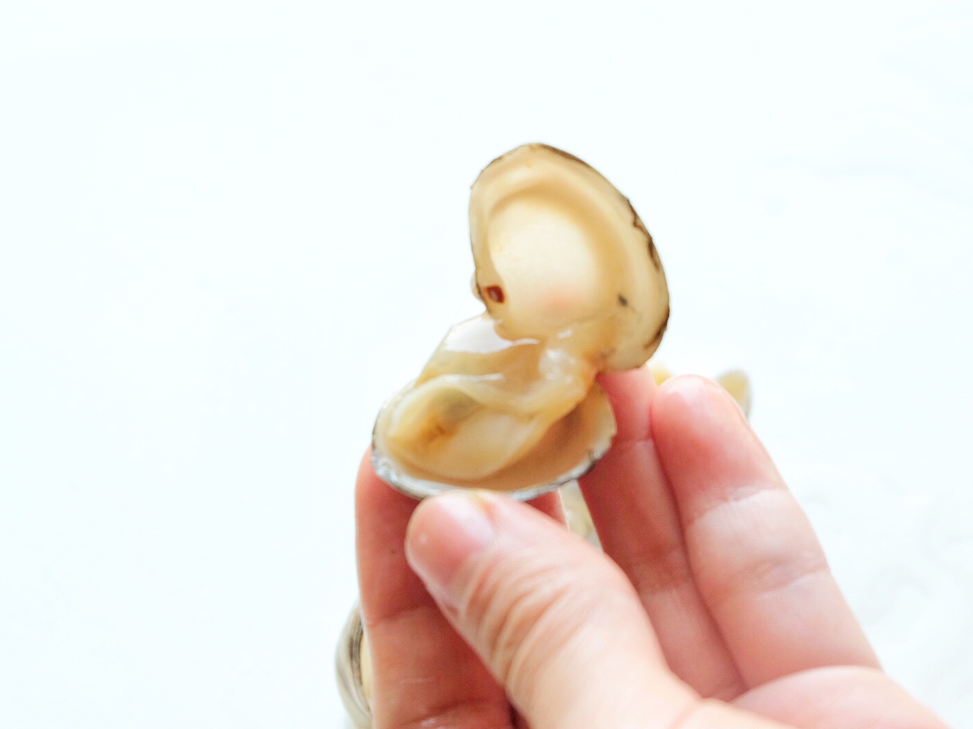 蛤蜊吐沙|轻松“脱壳”小窍门的做法 步骤9