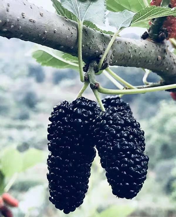 古法养身桑葚膏