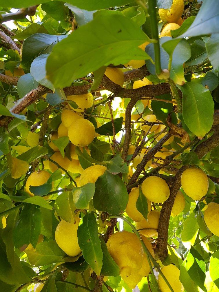 柠檬软曲奇🍋真的好吃