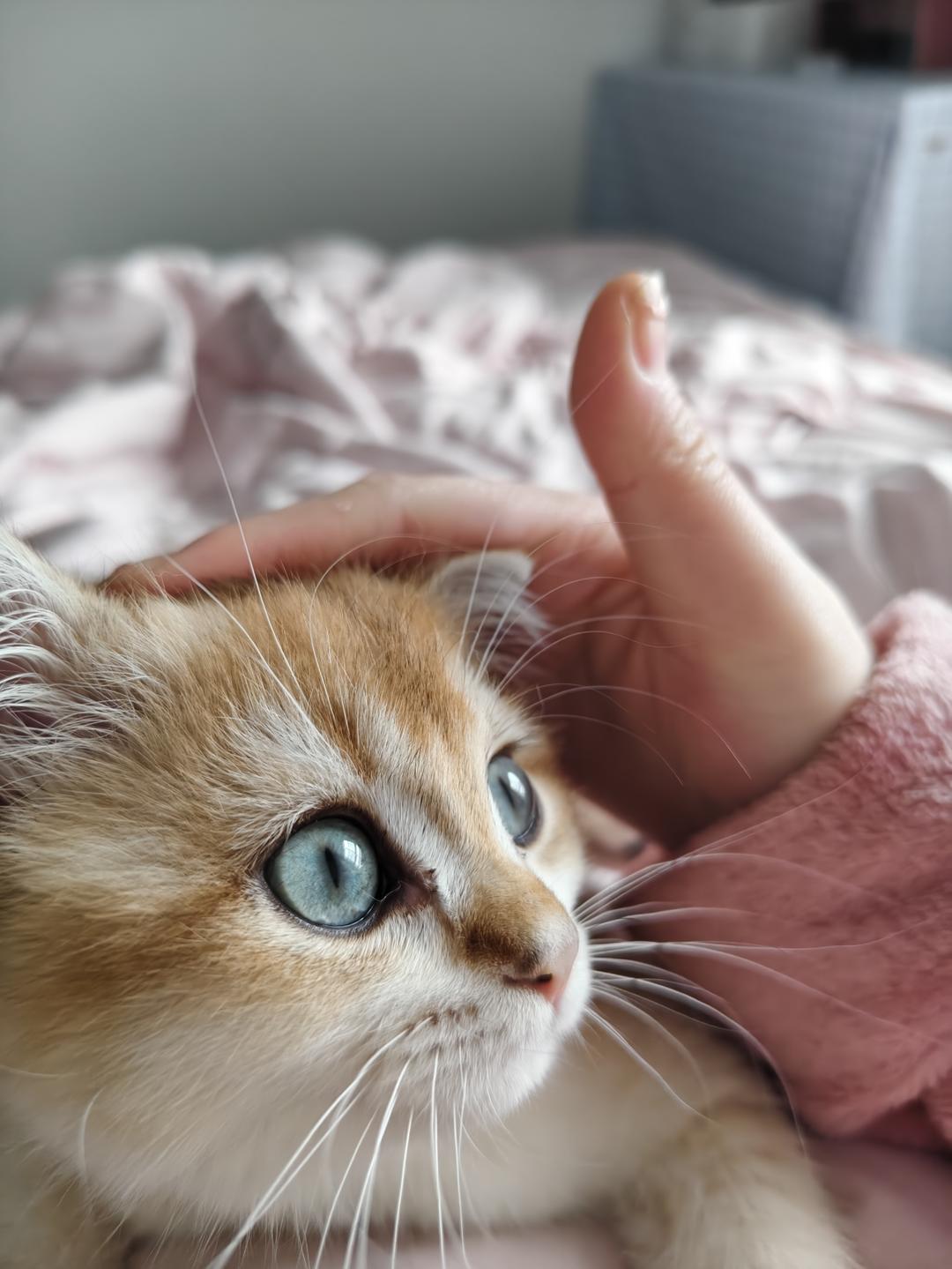 冬瓜烧排骨的做法