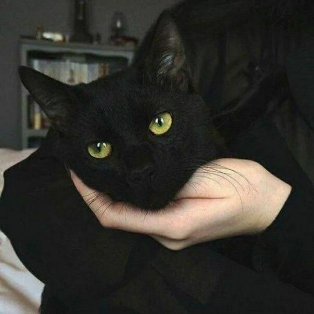 想养一只懒猫