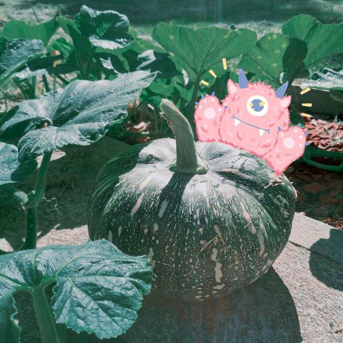 澳洲杂记