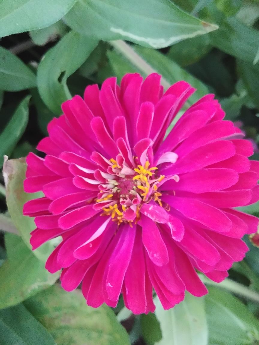 芹菜炒牛肚