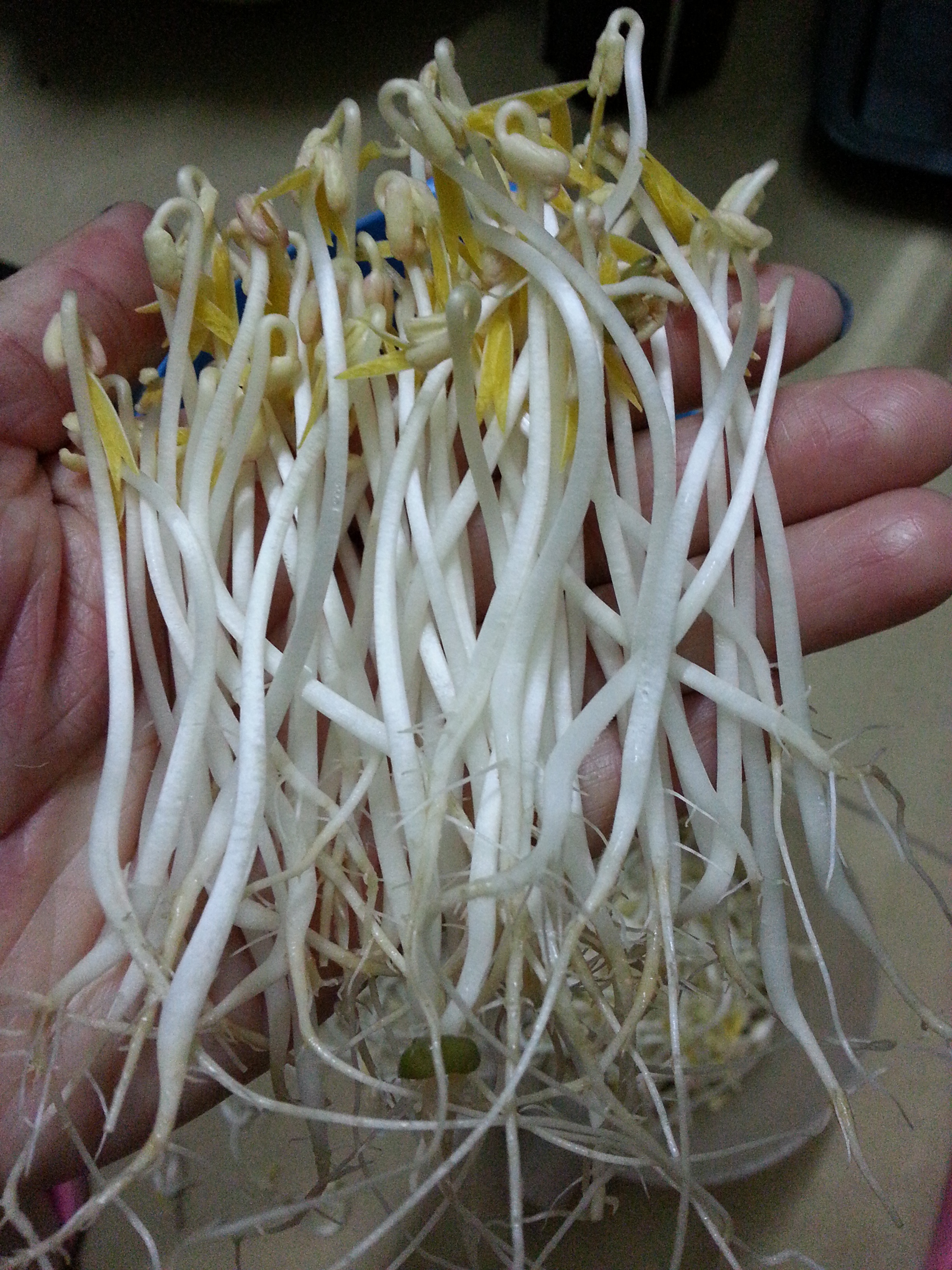 自制豆芽