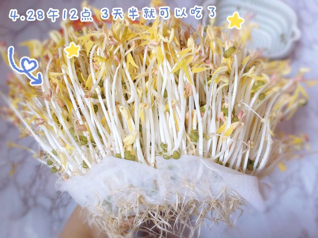 沥水篮发豆芽