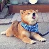 聂小倩今年本命年