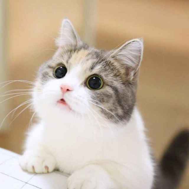 包纸脸烧了狮子头