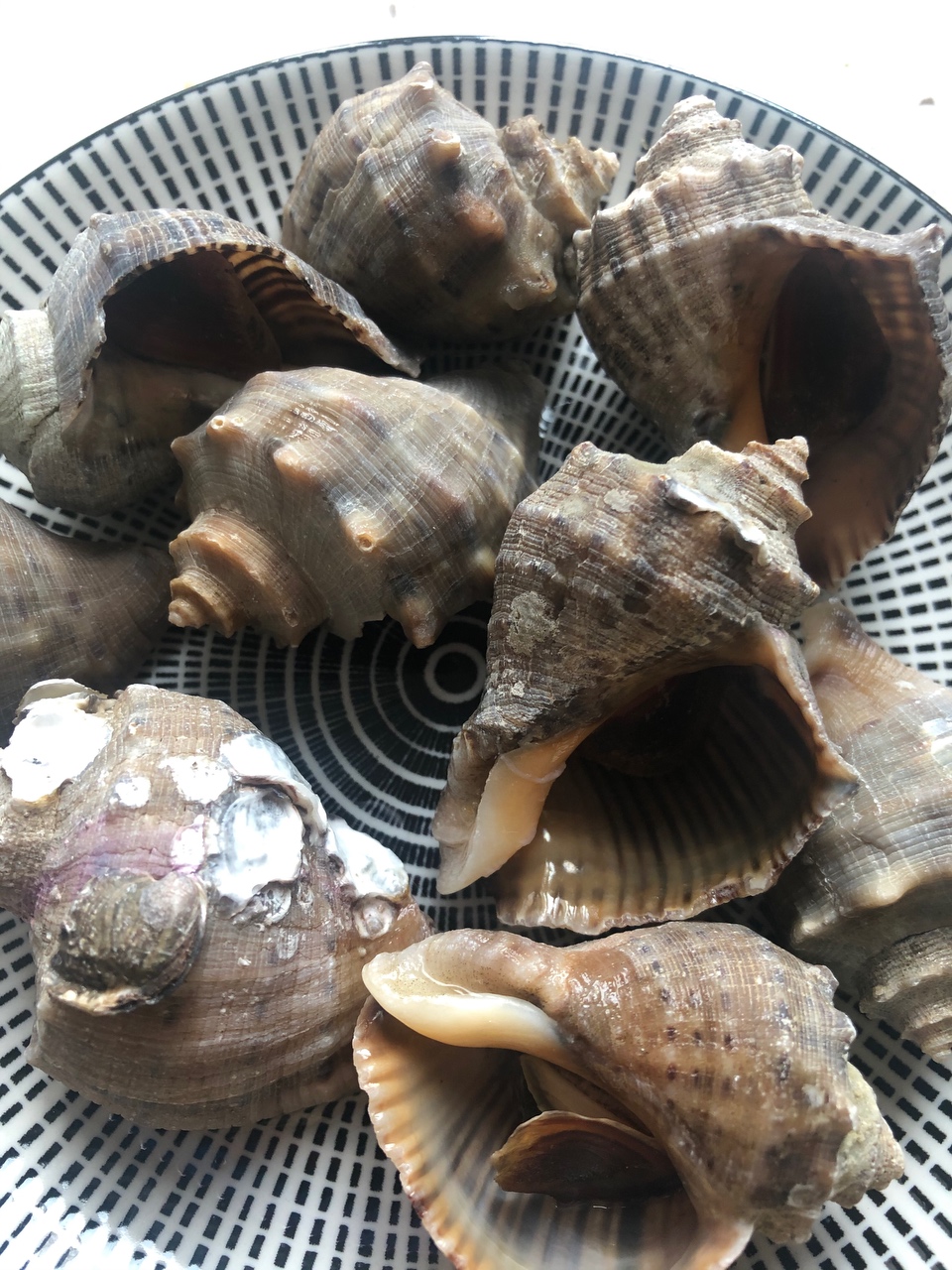 清水煮海螺的做法