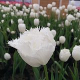 手机用户4869_2qlv