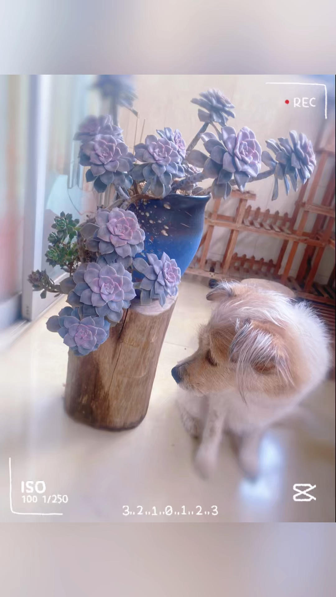 💖🌹yanyan甜品🍮&水果🍓🍒&面包🍞篇