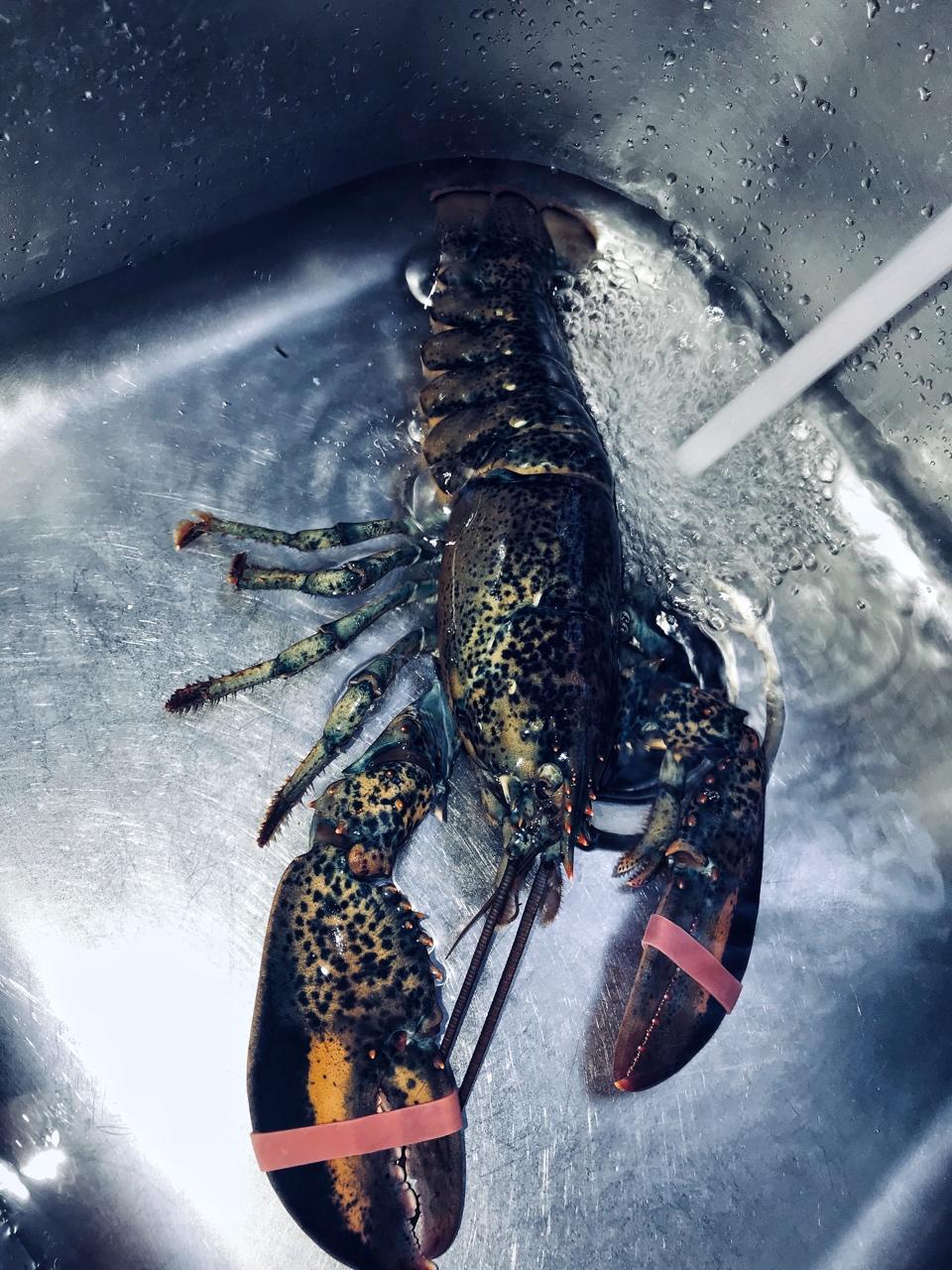 蒜蓉龙虾蒸粉丝