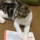 天生不吃鱼的猫