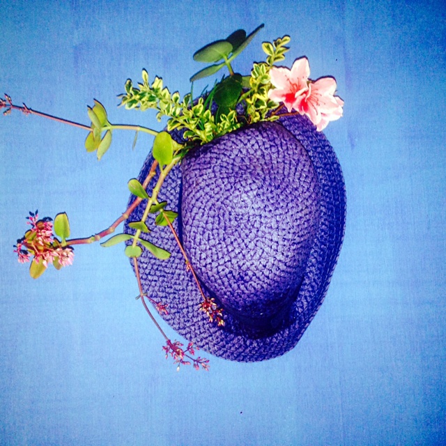 我家的花花草草