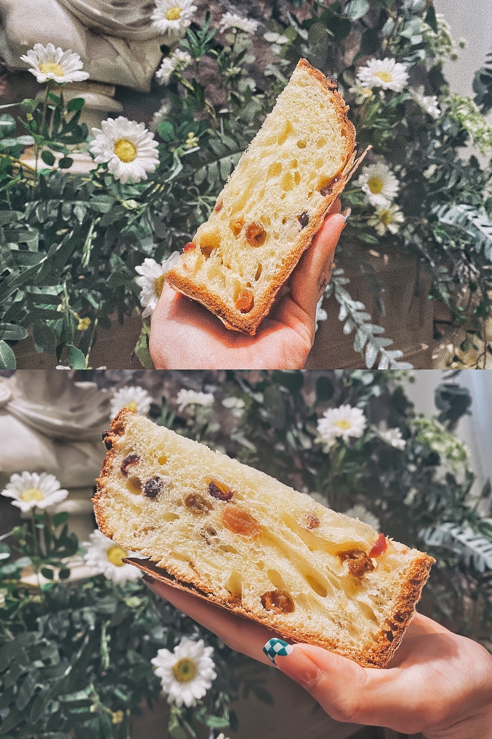 面包｜圣诞面包 意大利潘纳托尼Panettone