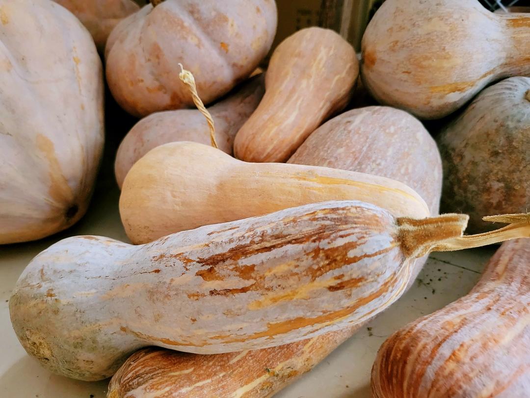 馒头成形记（图文完全版）