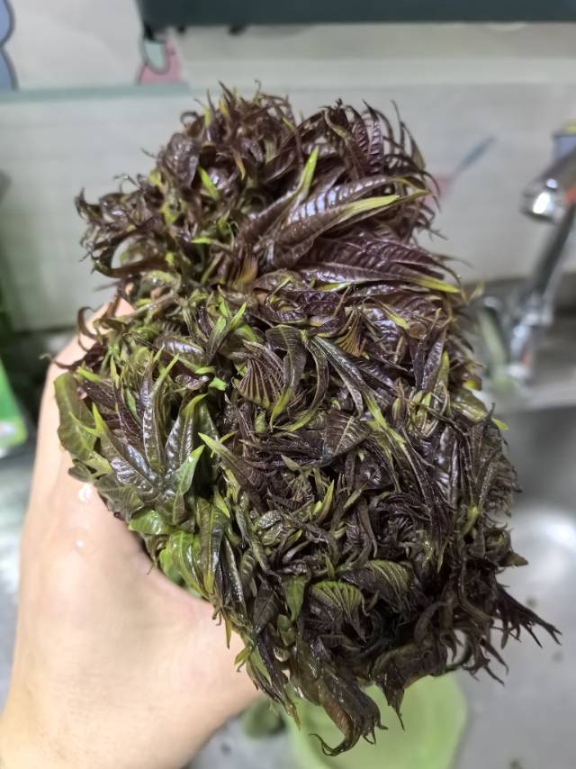 香椿炒鸡蛋