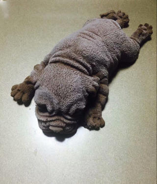 网红慕斯狗（琴姐）