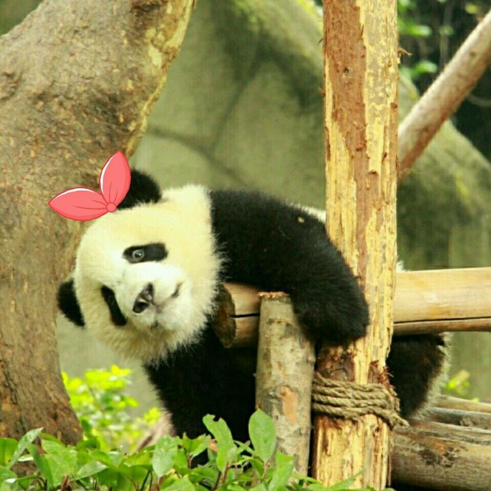 南瓜马车的瓜