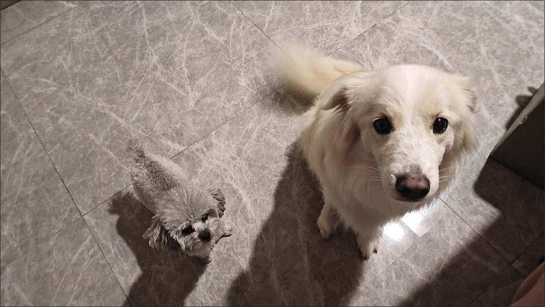 秘制轰炸大鱿鱼