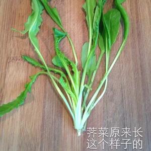 【百合花开】包含着深深友情的——荠菜馄饨的做法 步骤2