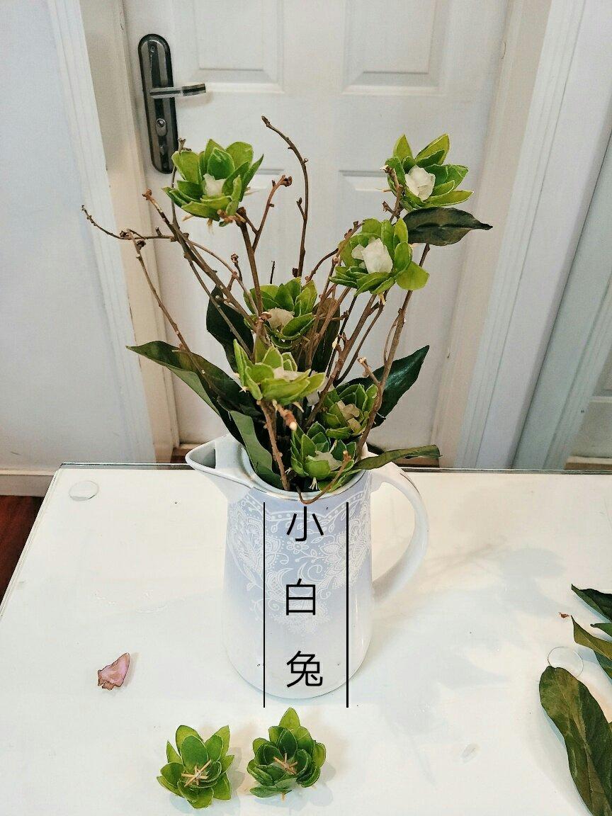 豌豆壳花