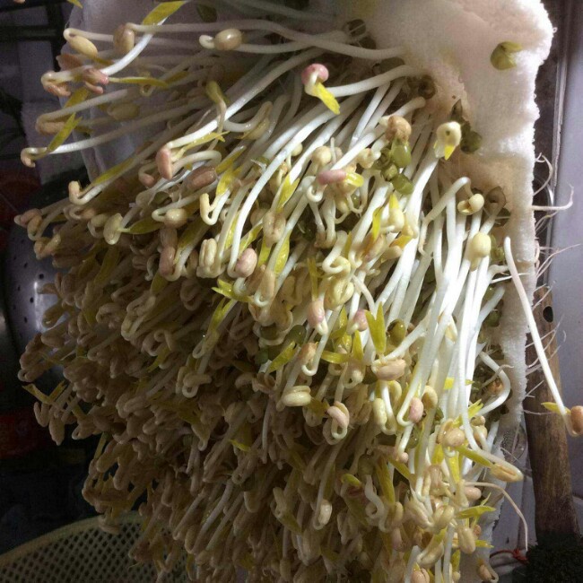 自发绿豆芽