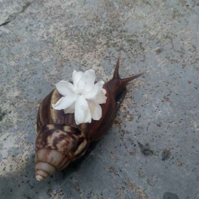 柚子粉