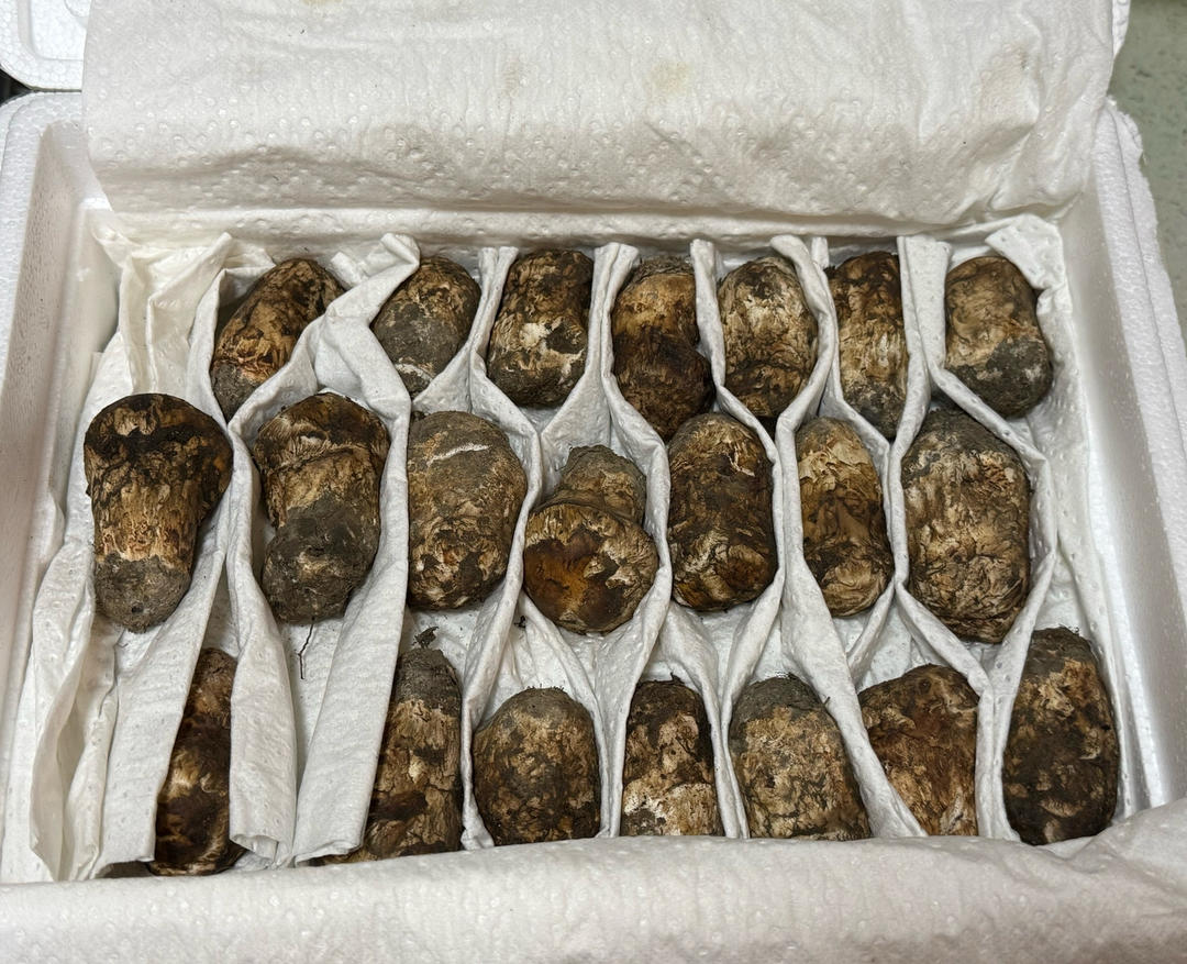 新鲜松茸的保存方法