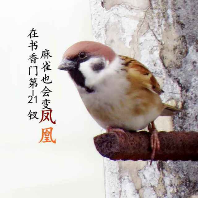 芸瑟