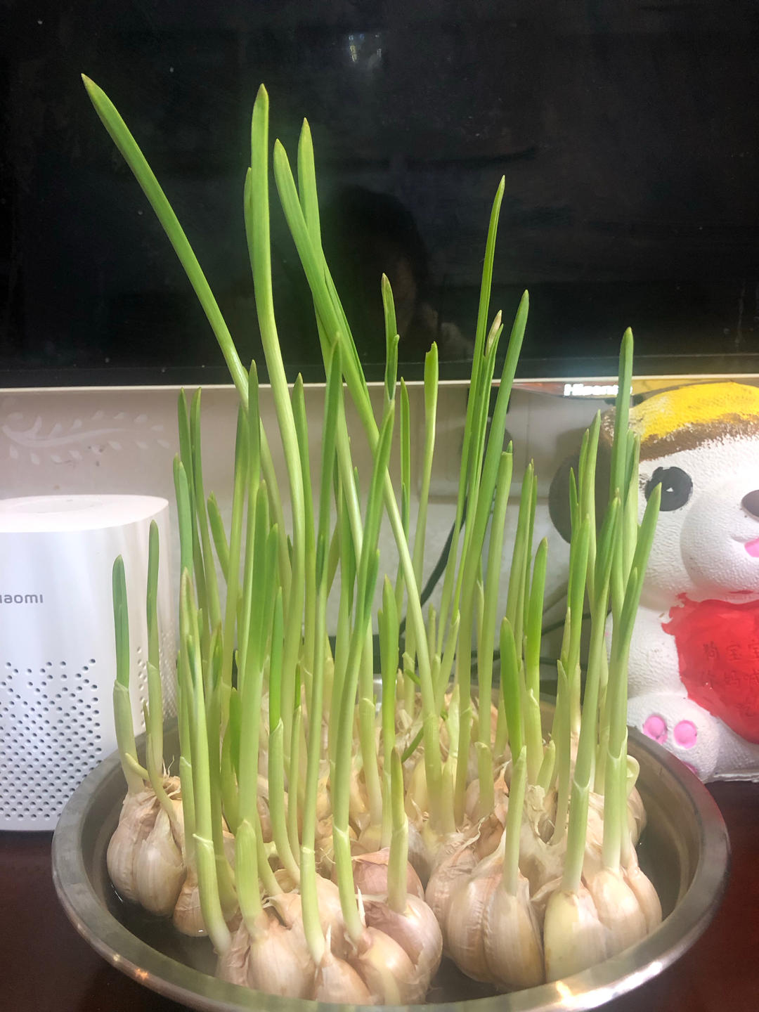 自种蒜苗