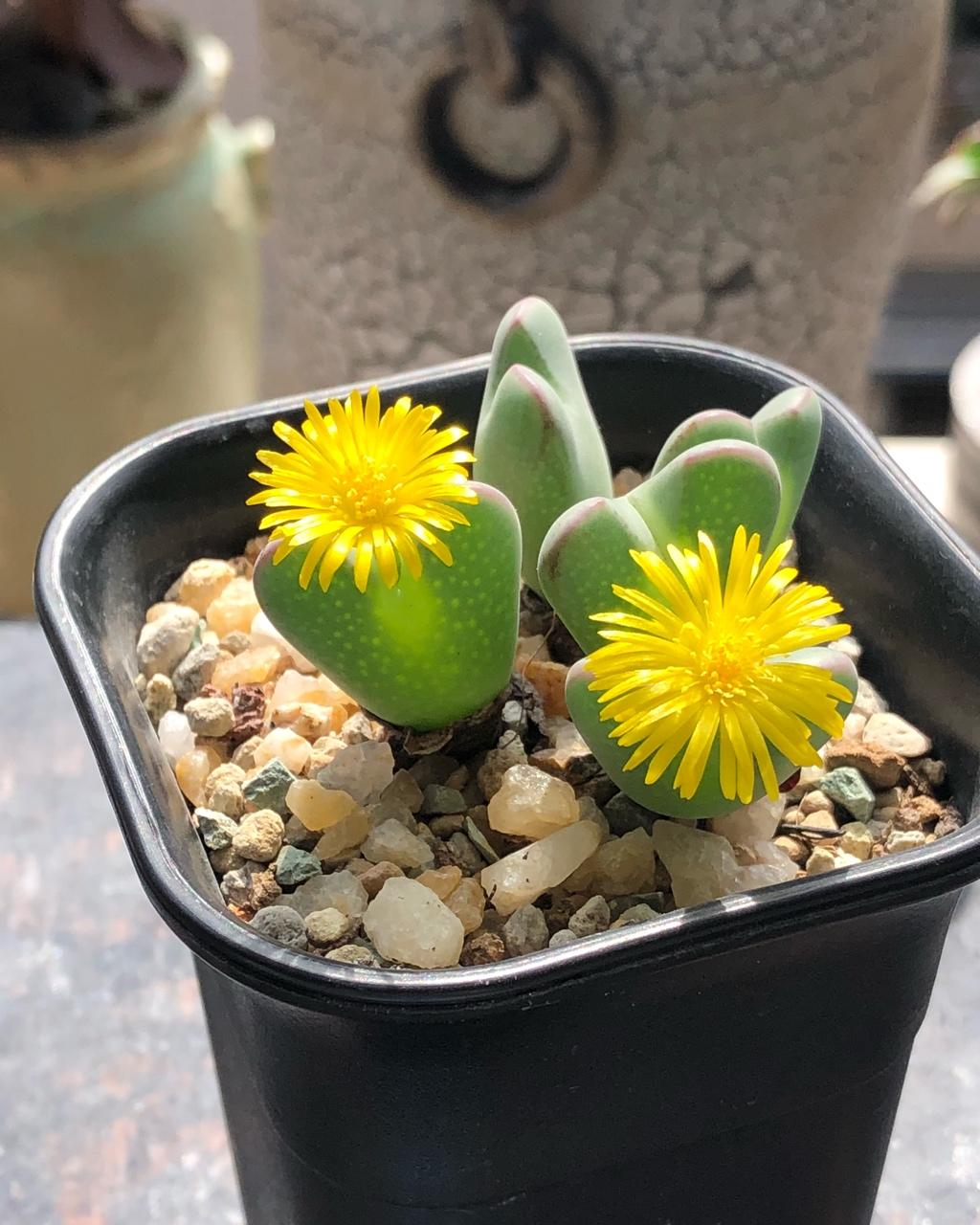 我的花花草草