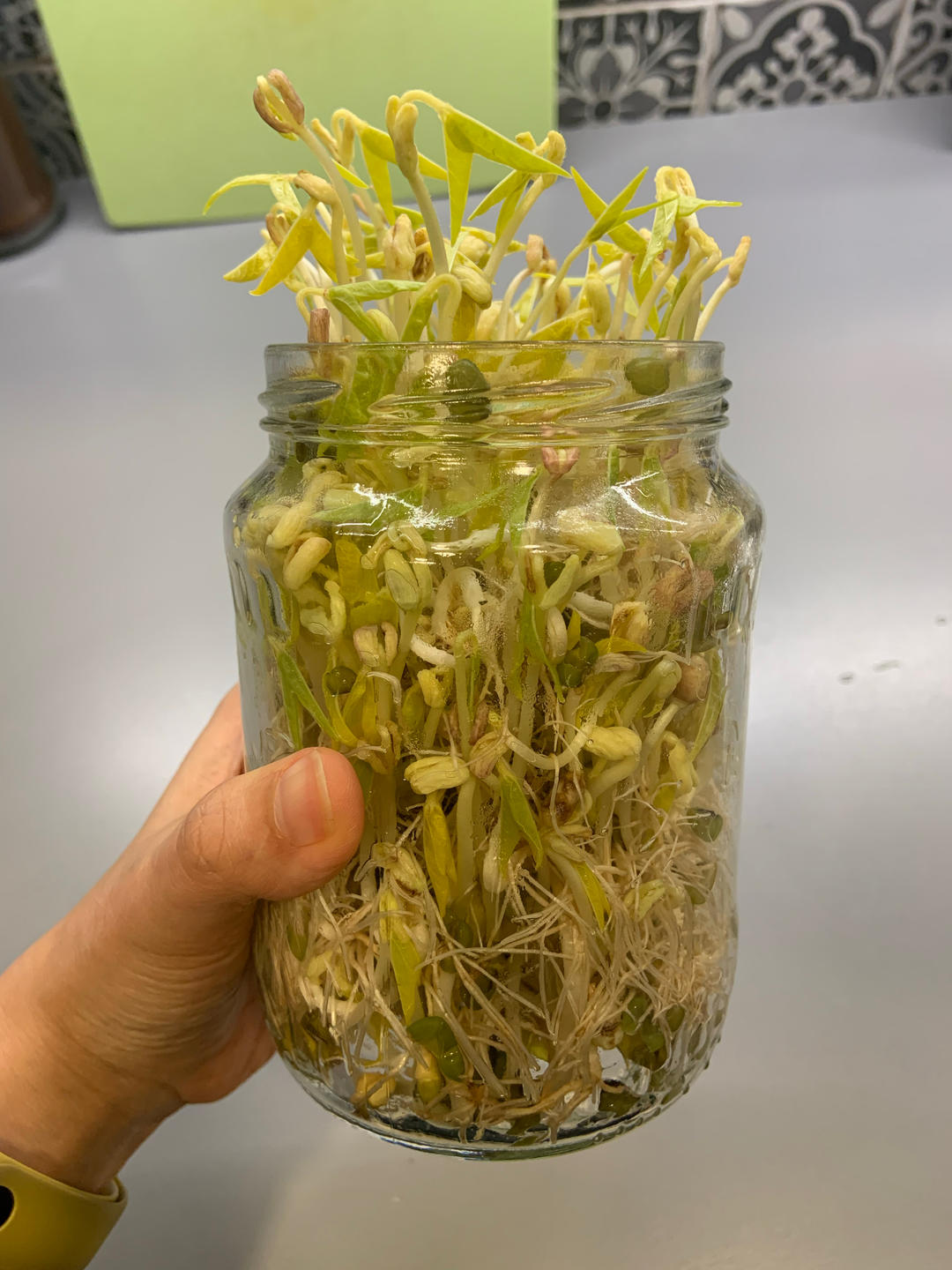 绿豆芽超简单