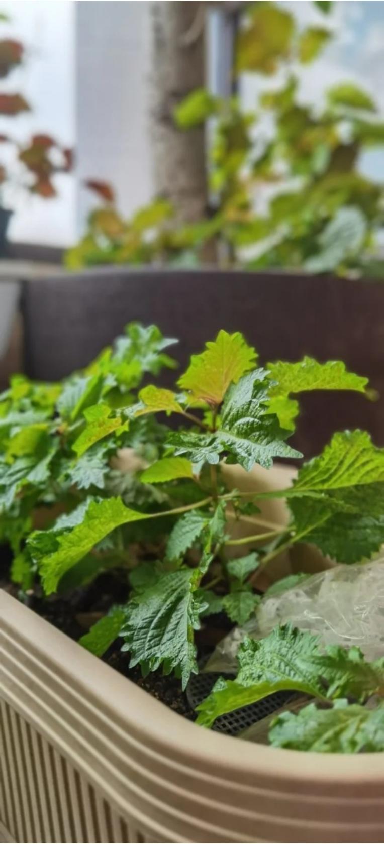 紫苏叶茄子炒豆角