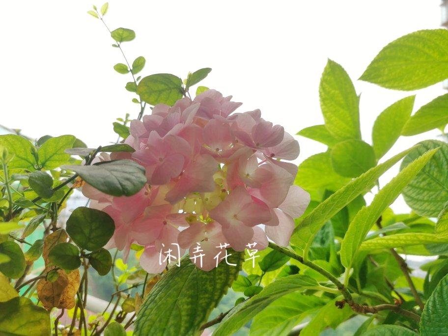 花农教你做4种天然茉莉花酱