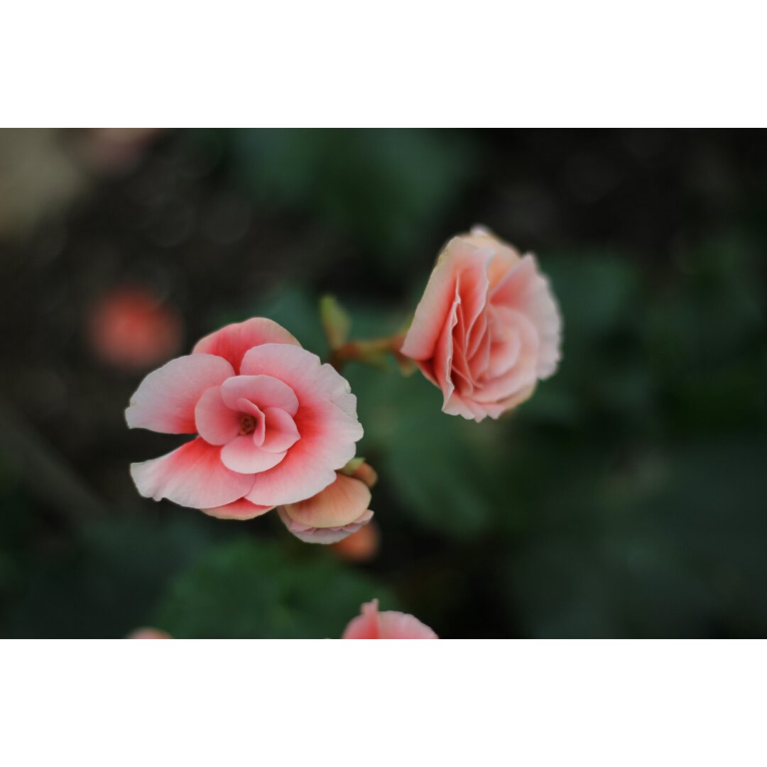 花，一辈子爱上你