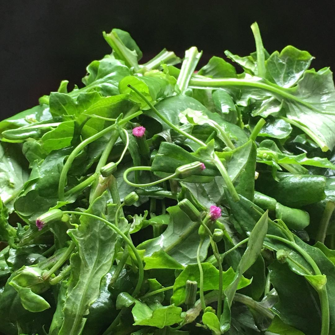 的喵做过多吃健康的蔬菜介绍一种健康的蔬菜～这种野菜叫做:一点红