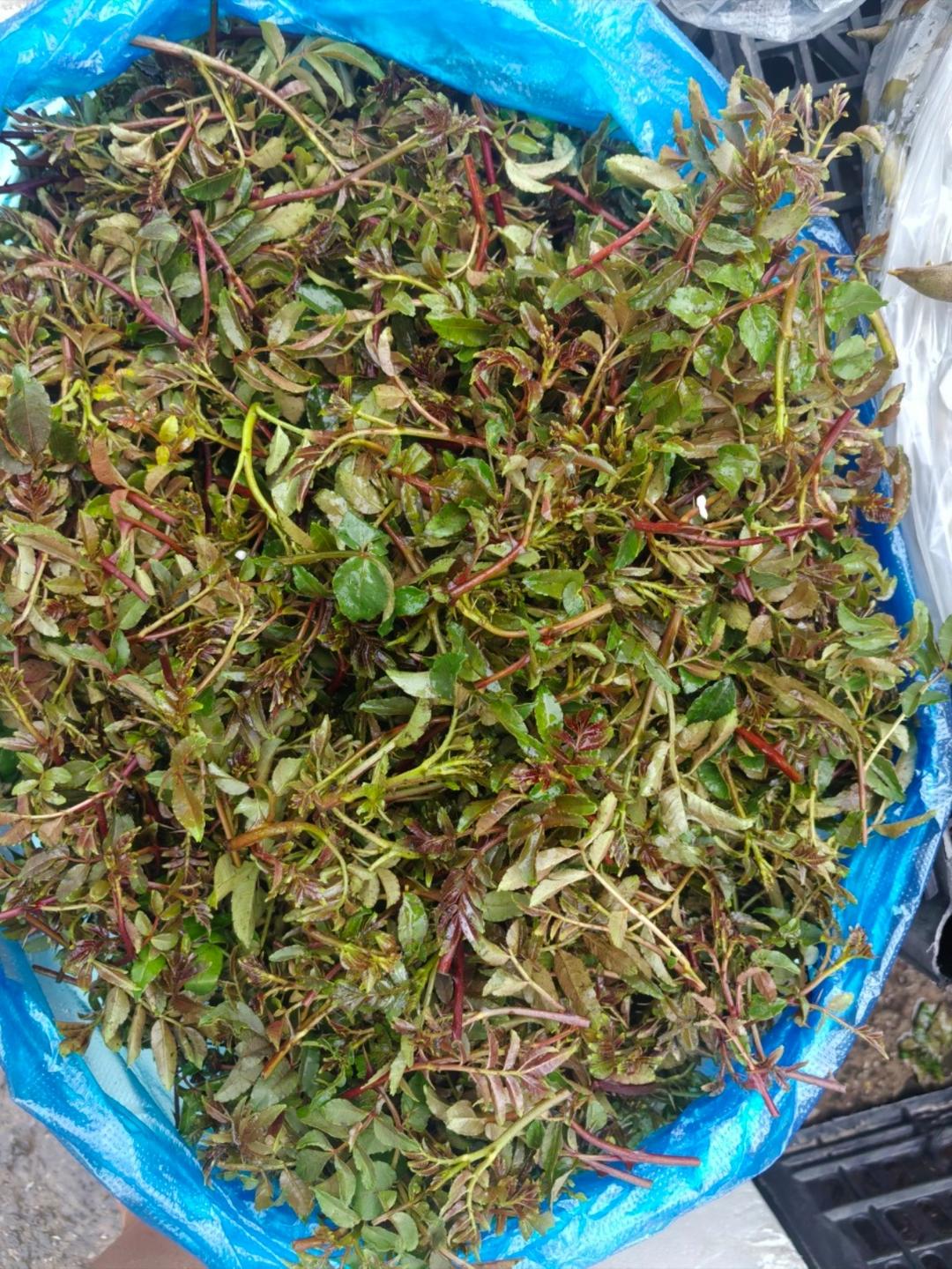 花椒叶炒鸭蛋