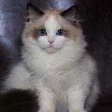 MEOWhaha