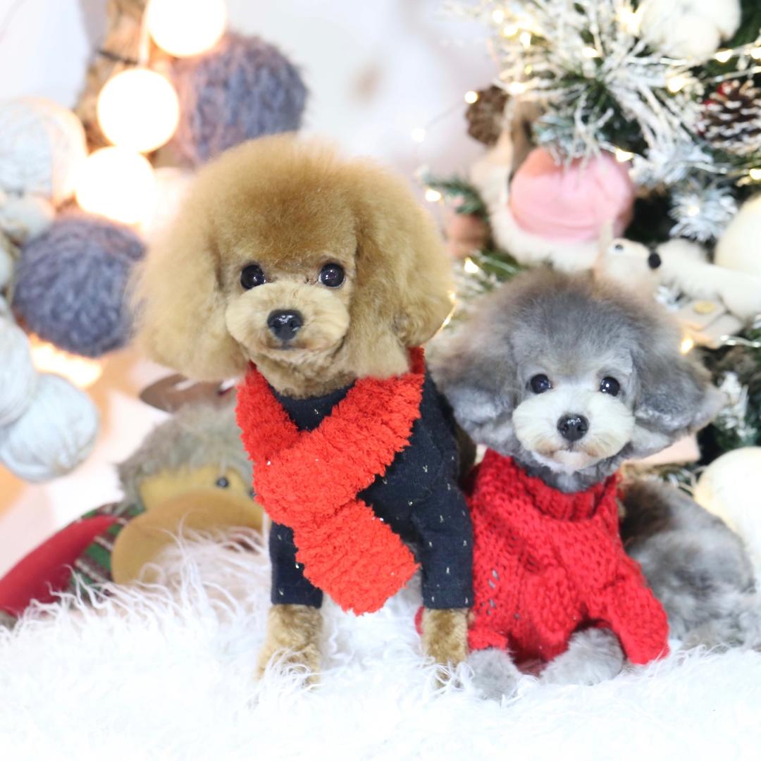 灿灿与嗅嗅的妈