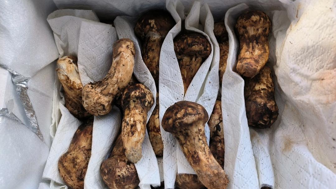 生鲜松茸最美吃法